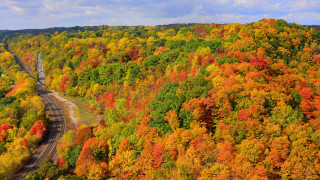 Train forest autumn leaves vibrant - fall vibrancy free wallpaper