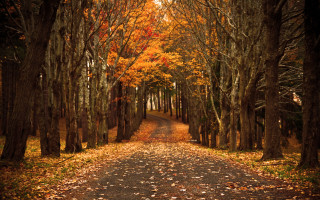 Dirt road autumn leaves bridge - movement free wallpaper