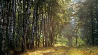 Dirt road forest trees trail 2 - a dirt road in the middle of a forest free wallpaper