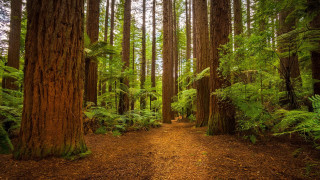 Forest path ruins bushes bridge - a dirt path free wallpaper