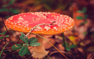 Red mushroom woods bokeh depth - leaf and grass free wallpaper