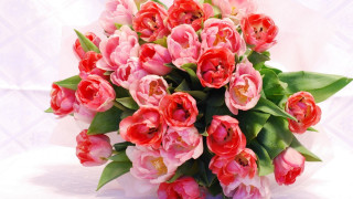 Pink tulips bouquet flower stilllife - orphism free wallpaper