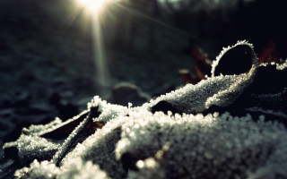 Sunshine snow leaf stem beam - the snow free wallpaper