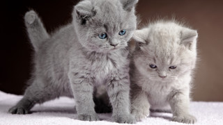 Kittens blue eyes white blanket - one cat free wallpaper