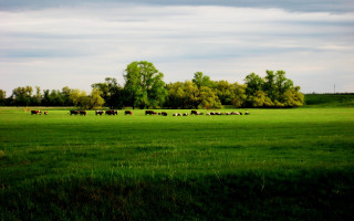 Cattle grazing green field cloudy - a lush green field under a cloudy sky free wallpaper
