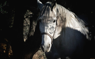 White horse tree shade chiaroscuro - chiaroscuro free wallpaper