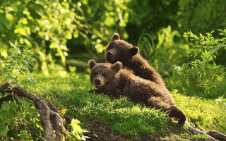 Brown bears grassy hill nature - the background and bushes free wallpaper for desktop
