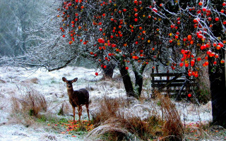 Deer field red apples snow - a field next free wallpaper