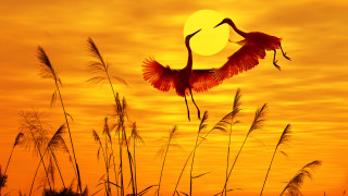 Birds sunset grass mountains moon - orange sky free wallpaper
