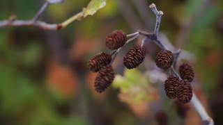 Pine cone branch bokeh macro - boetius adamsz bolswert free wallpaper
