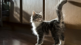 Cat glamor wooden floor kitchen - a wooden floor next free wallpaper