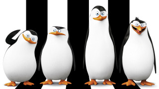 Penguins group blackwhite striped face - a group of penguins free wallpaper