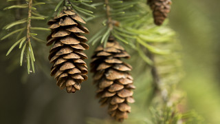 Pine cone closeup plant nature - needle and needles free wallpaper