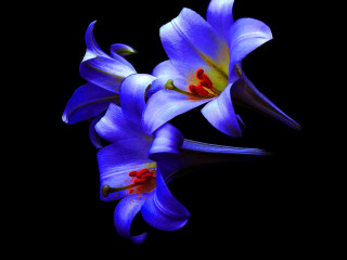 Blue flowers red center gothic - the center of the flower free wallpaper