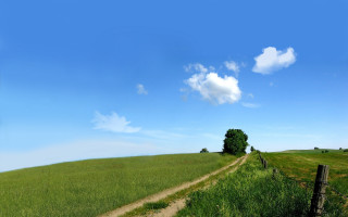 Dirt road green field tree 2 - a lush green field free wallpaper