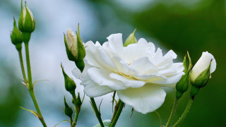 White flower green leaves blue 3 - rose free wallpaper for desktop