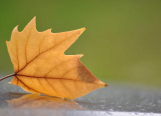 Leaf water droplets green background 3 - a single leaf free wallpaper