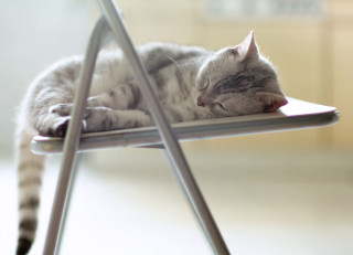 Sleeping cat chair peaceful stilllife - the chair free wallpaper