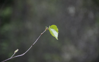 Branch green leaf macro shallow - free rain wallpaper