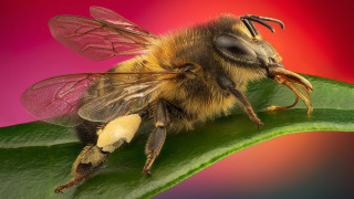 Bee leaf pink red macro - a pink background behind free wallpaper
