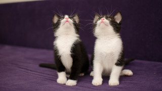 Kittens purple couch blue eyes - something free wallpaper