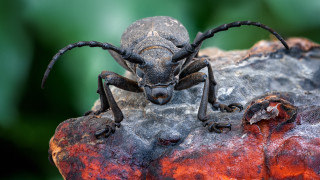 Long legged bug rock green - long leg free wallpaper