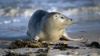 Seal beach seaweed water mountains - the sand and water free wallpaper