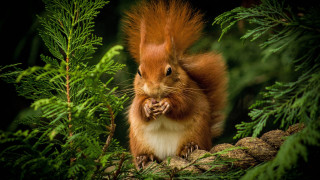Red squirrel pine cone forest - forest free wallpaper for desktop