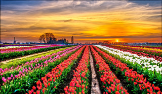 Flower field sunset clouds landscape - dirck van der lisse free wallpaper