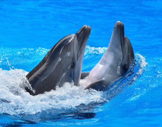 Dolphins playing water beach sky - the water together free wallpaper
