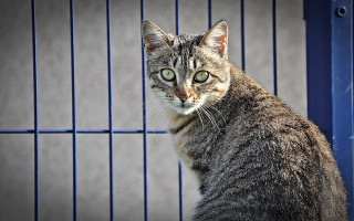 Cat bluegate sad greeneyes animalphoto - sad free wallpaper