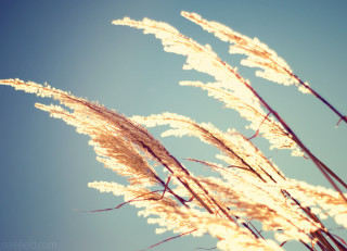 Tall grass blue sky clouds 12 - tall free wallpaper