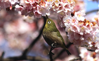Bird branch cherry blossoms pink - photograph free wallpaper for desktop