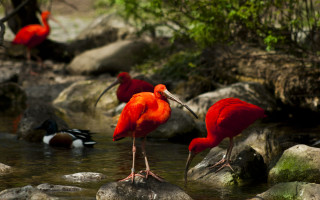 Red birds river rocks trees - free animals wallpaper
