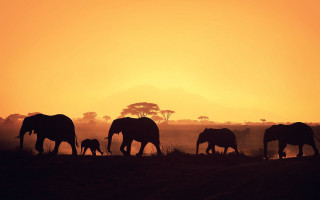 Elephants sunset mountains trees wildlife - a group of elephants free wallpaper