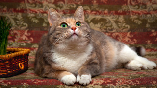 Cat couch basket plant pastel - a couch next free wallpaper