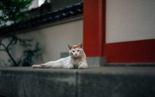 White cat ledge outdoor red - a portrait free wallpaper for desktop
