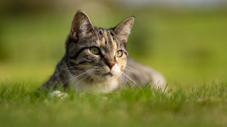 Cat sad grass nature blurry - sad free wallpaper