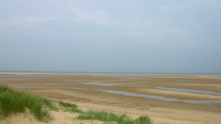 Sandy beach green plants water - a few green plant free wallpaper