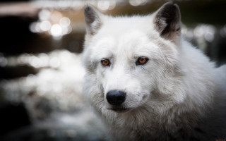 White wolf brown eyes portrait - a white wolf free wallpaper