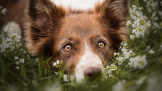Dog sad eyes grass flowers - looking free wallpaper