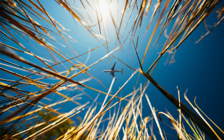 Plane blue sky tall grass - a bright sun in the background free wallpaper