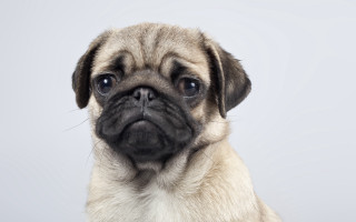 Sad pug looking camera white - a small pug dog free wallpaper