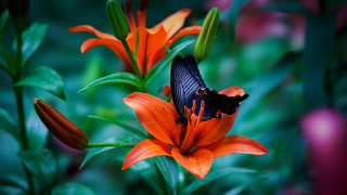 Butterfly flower garden orange green 2 - orange flower free wallpaper