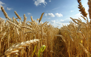 Wheat field tire blue sky - heavy grain free wallpaper for desktop