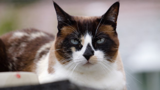 Black white brown cat nose - a white nose free wallpaper