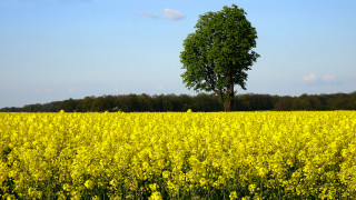 Yellow flowers lone tree blue 2 - synthetism free wallpaper for desktop