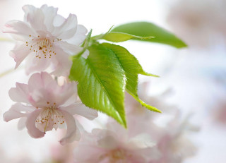 Flower lily leaf branch macro - cheng shifa free wallpaper