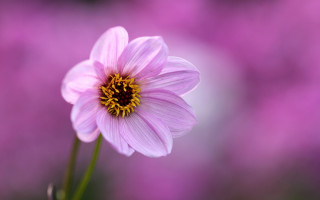 Pink flower yellow center purple 2 - lot of flowers free wallpaper