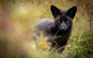 Black fox sad portrait outdoors 2 - a sad look free wallpaper